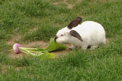 Alimentation du lapin - 2mn 13s